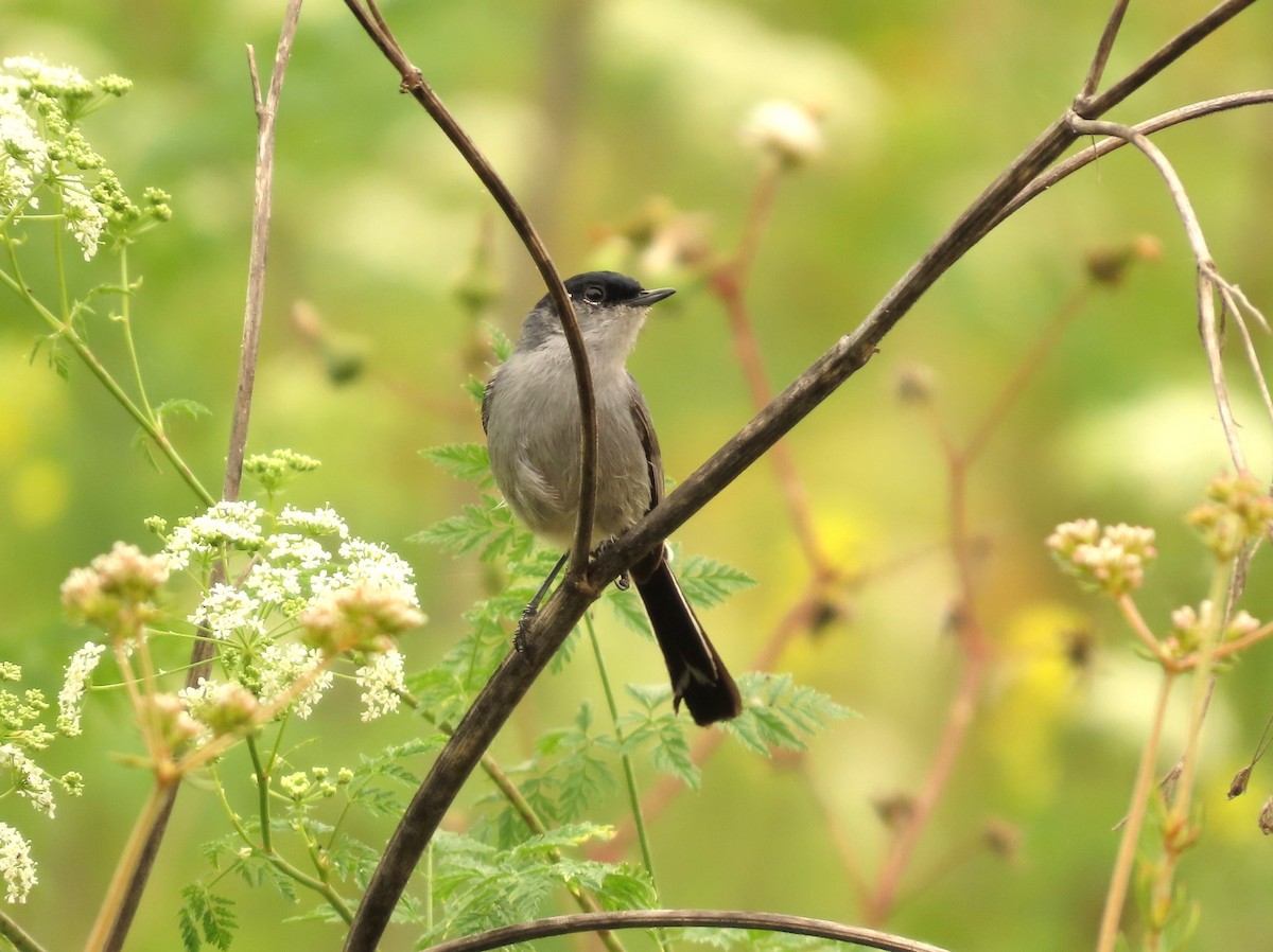 California Gnatcatcher - Steven Lima