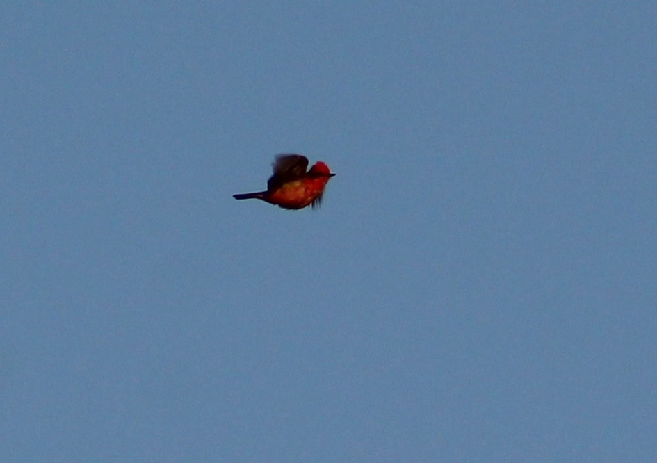 Vermilion Flycatcher - Tommy DeBardeleben