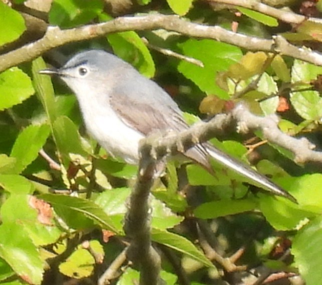 Blue-gray Gnatcatcher - Bobby Ingram