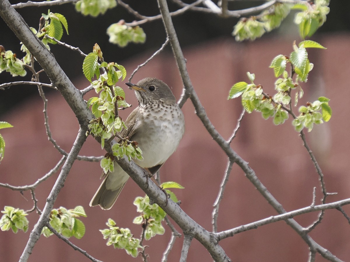 Gray-cheeked Thrush - Sue Lentle