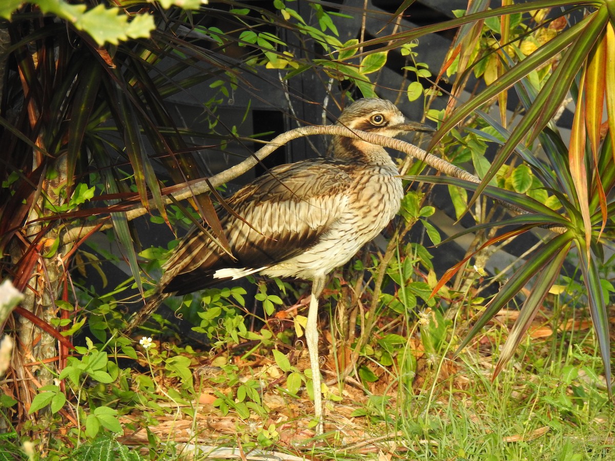 Bush Thick-knee - Monica Mesch