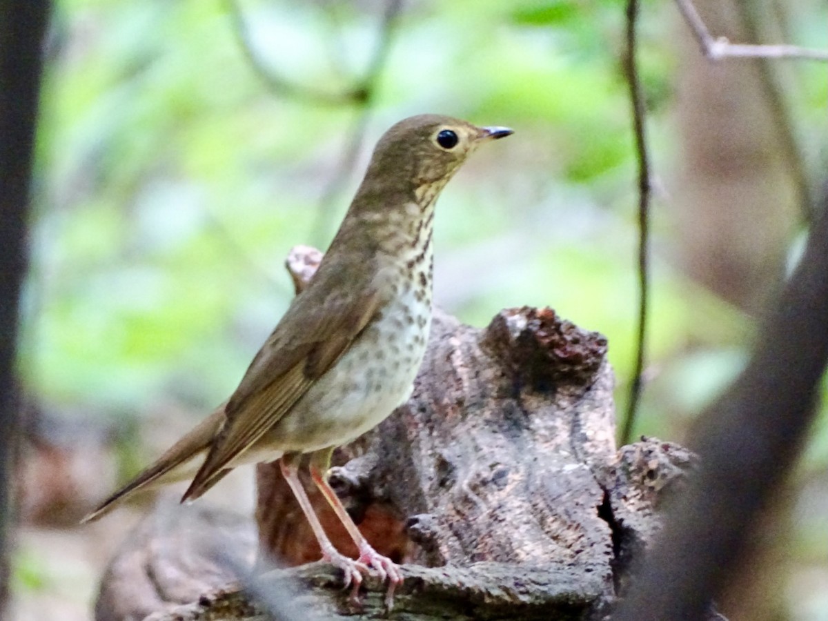 Swainson's Thrush - Janet Wooten