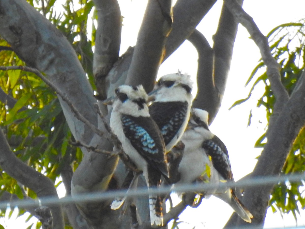 Laughing Kookaburra - Monica Mesch