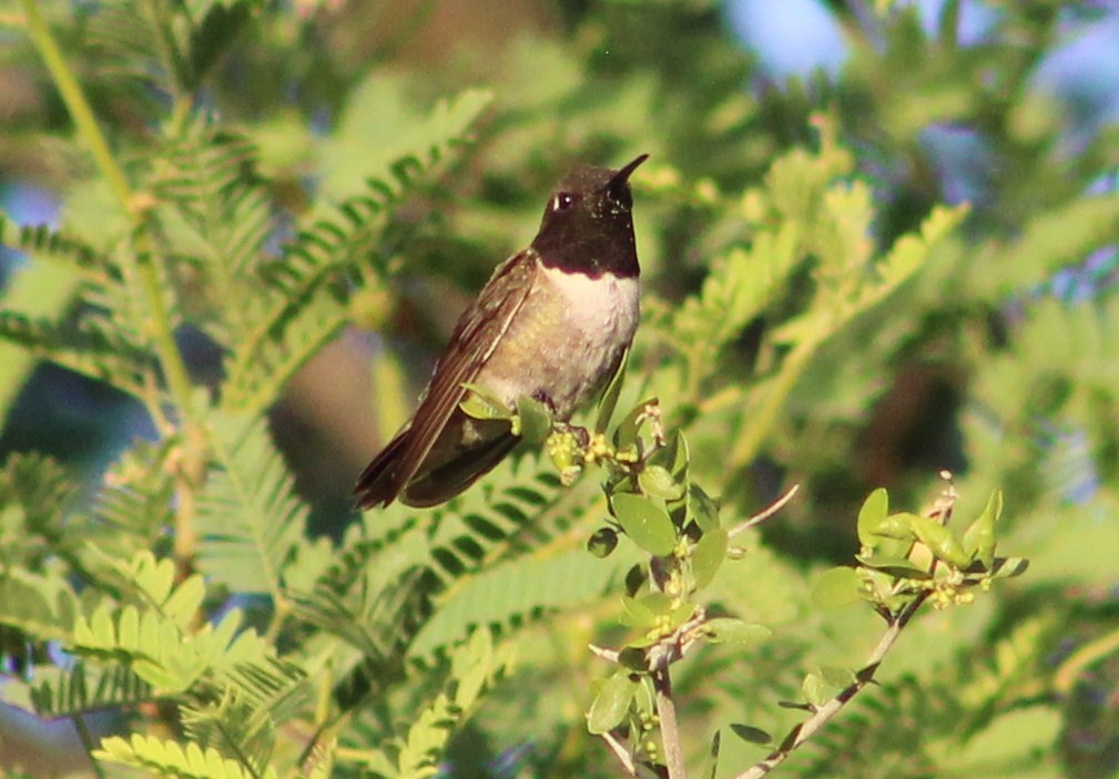 Black-chinned Hummingbird - Tommy DeBardeleben