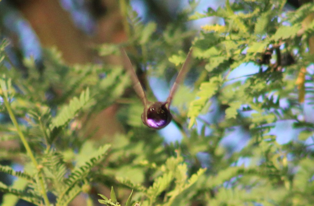 Black-chinned Hummingbird - Tommy DeBardeleben