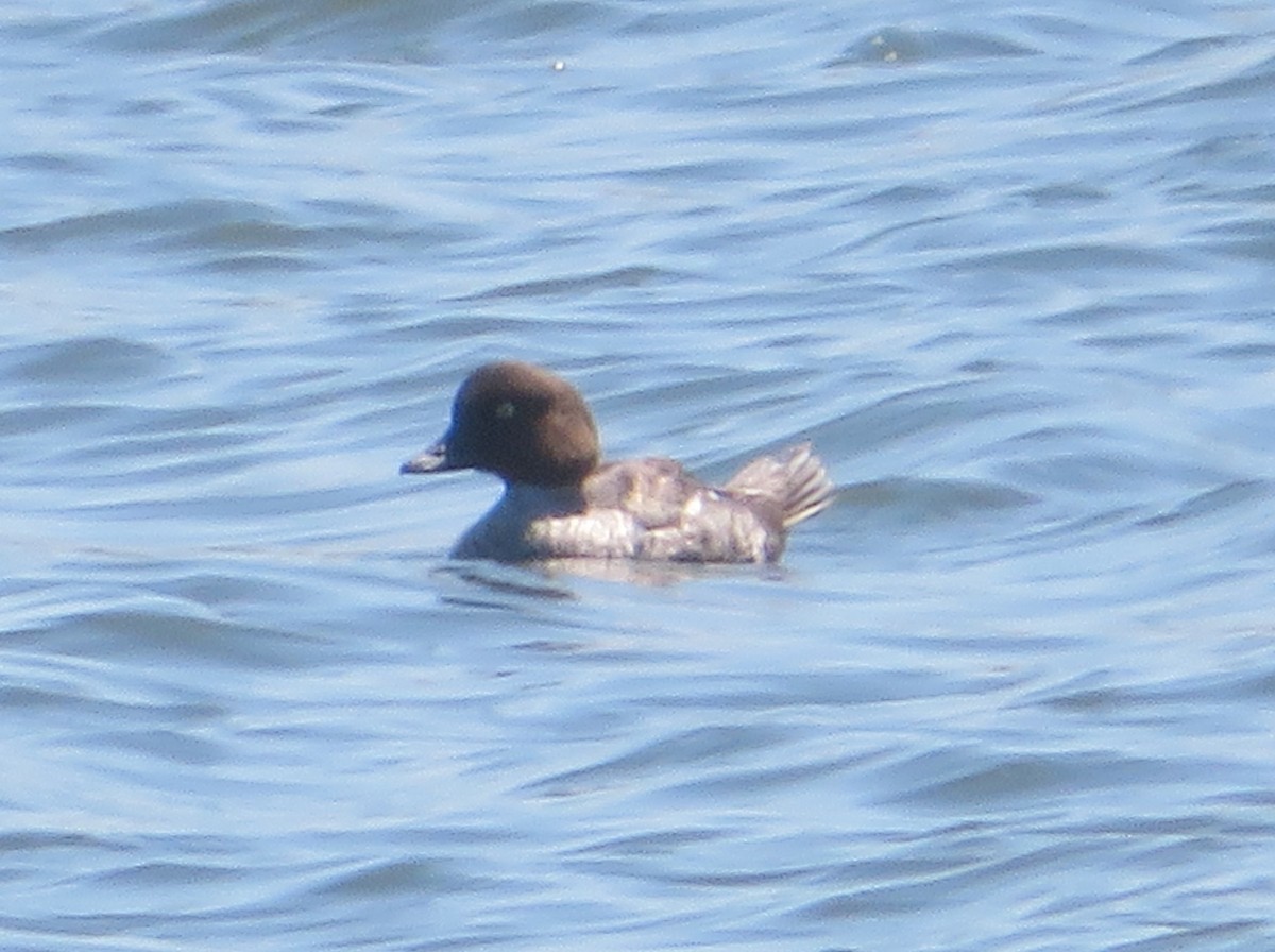 Common Goldeneye - Aidan Sinha