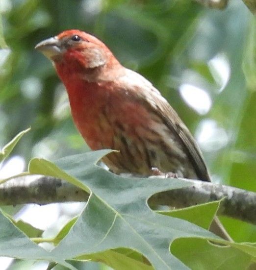 House Finch - ML619247712