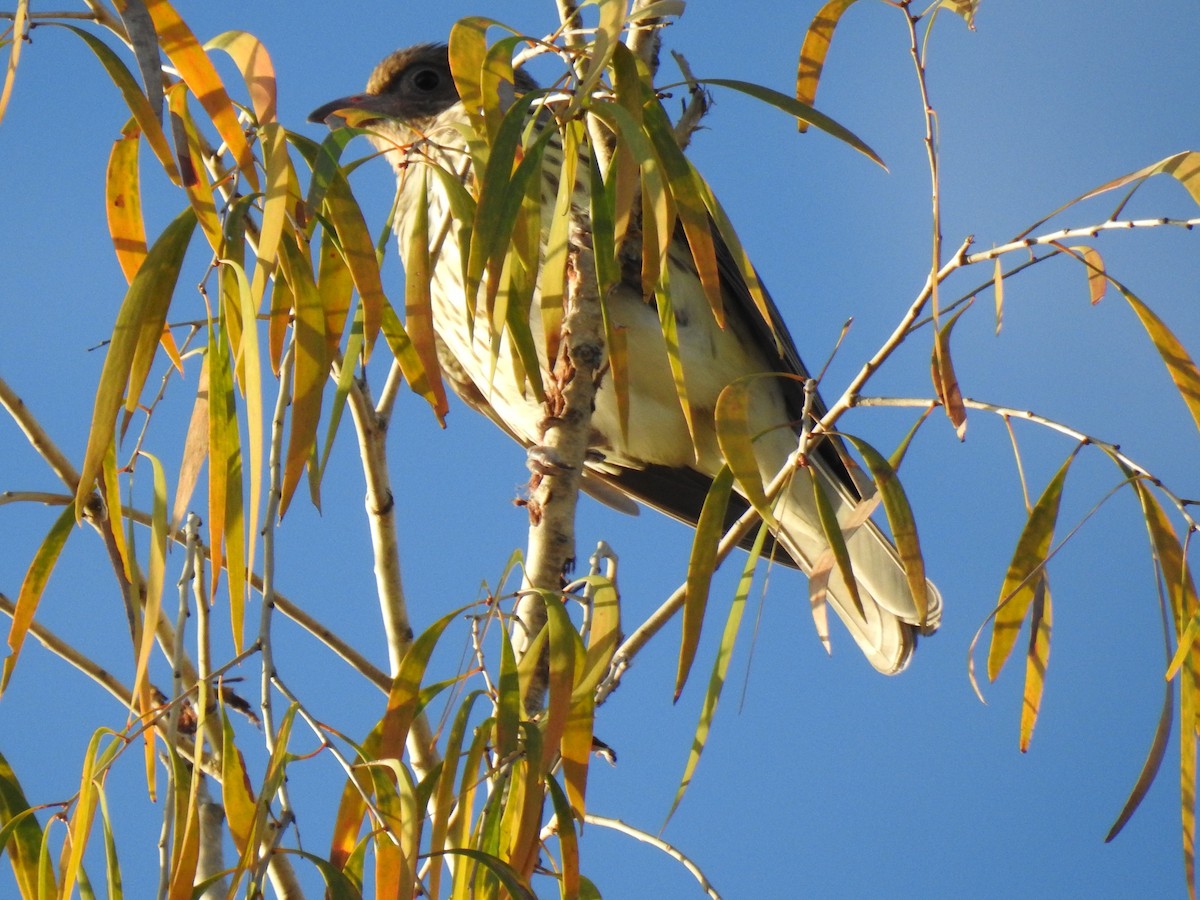 Australasian Figbird - Monica Mesch