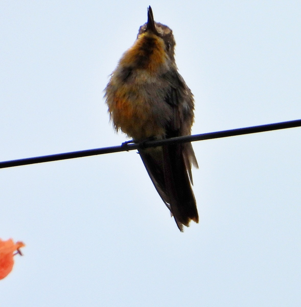 Ruby-topaz Hummingbird - Manuel Pérez R.