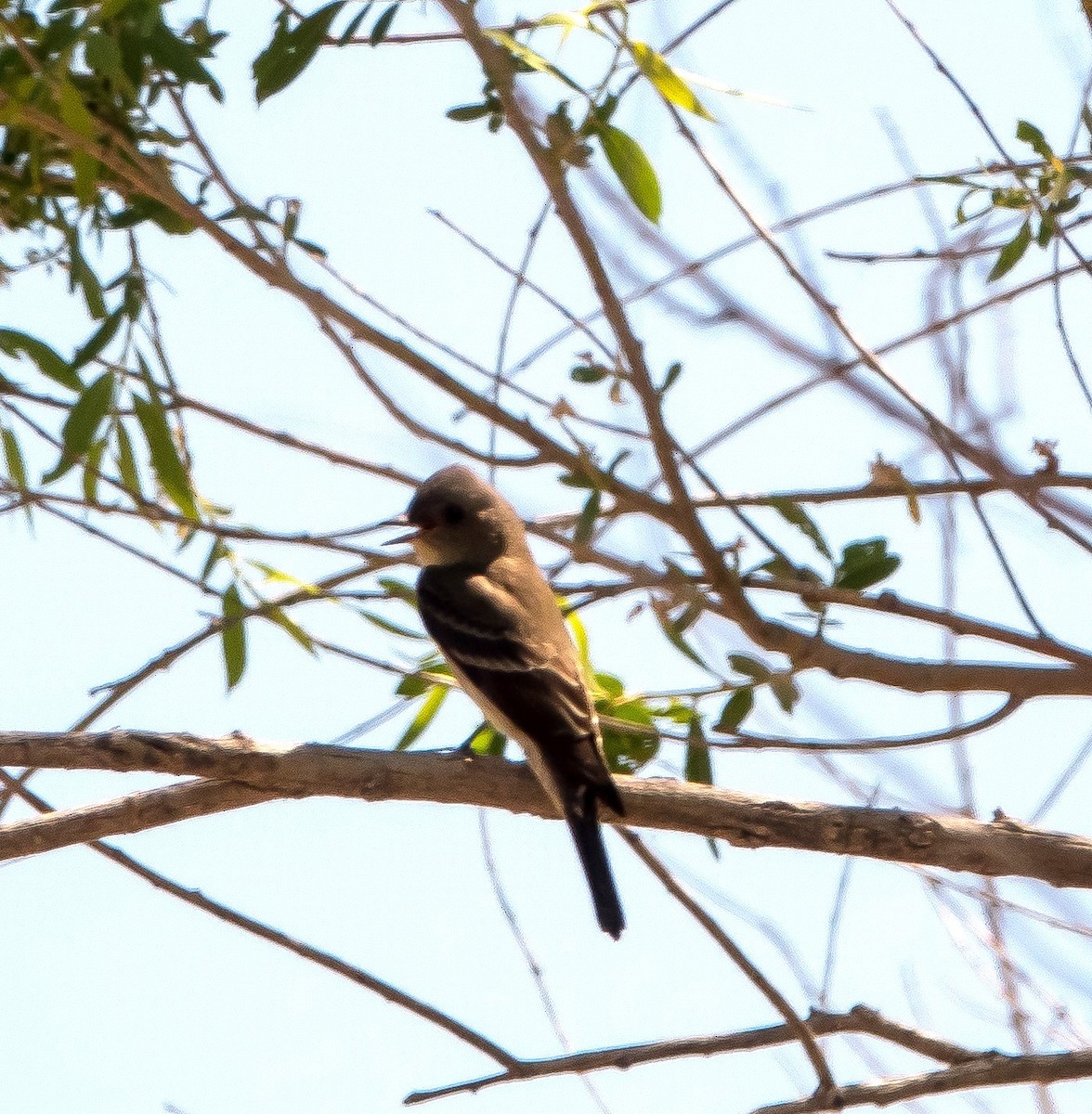 Willow Flycatcher - John "Lefty" Arnold