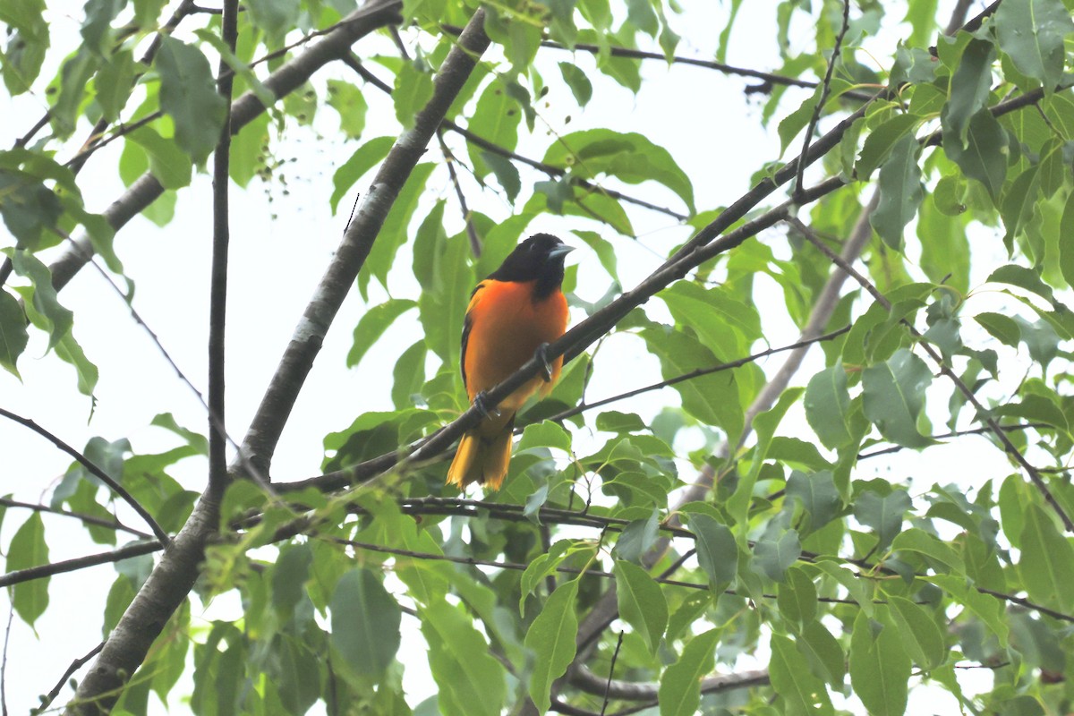 Baltimore Oriole - ML619247746