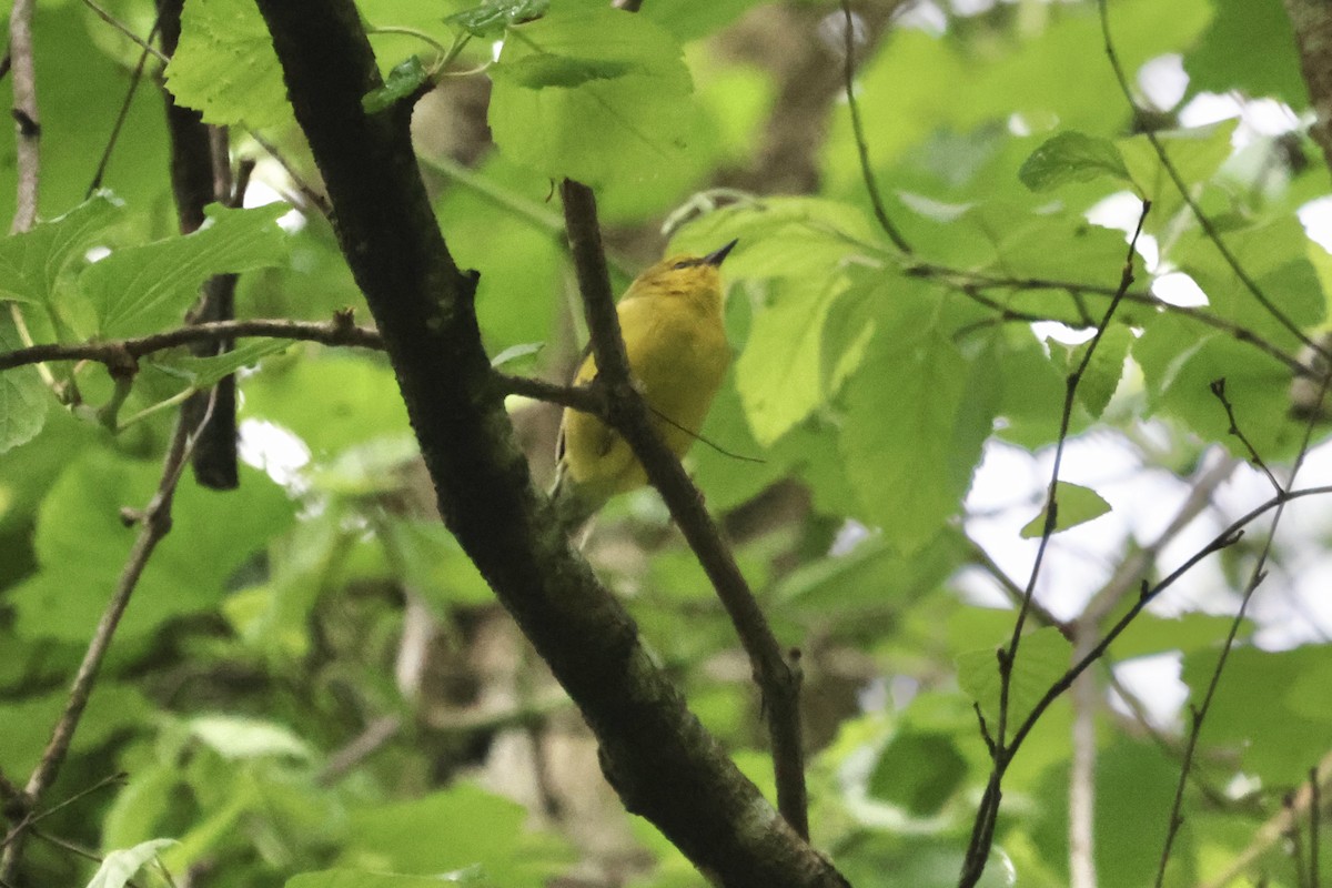 Blue-winged Warbler - ML619247753