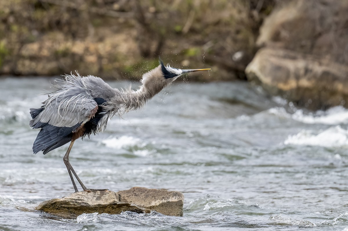 Great Blue Heron - ML619247757
