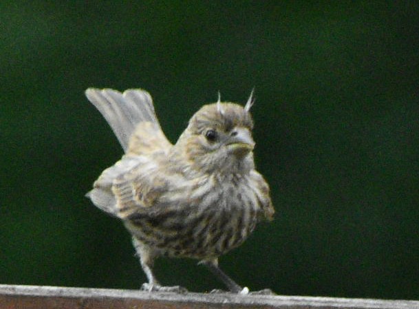 passerine sp. - Terre H.