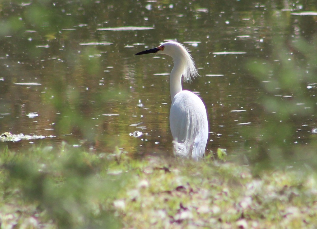 Snowy Egret - ML619247780