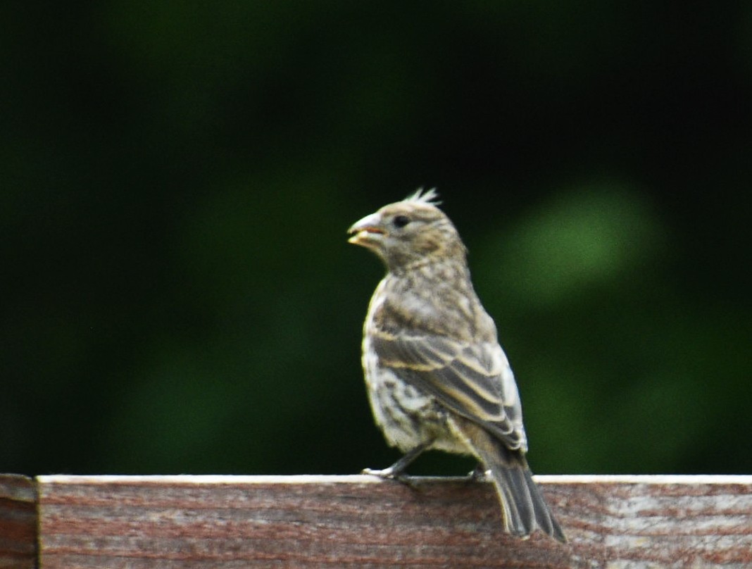 passerine sp. - Terre H.