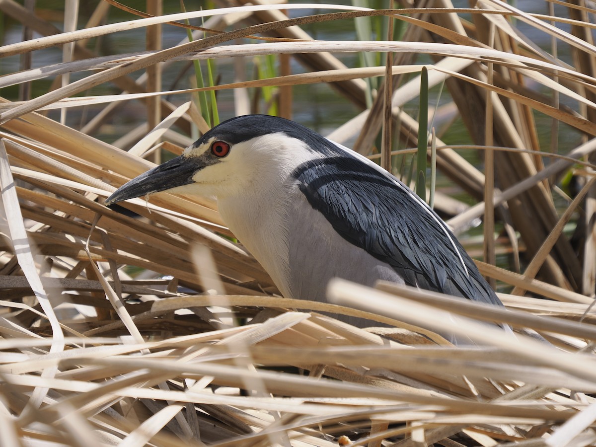 Black-crowned Night Heron - ML619247790