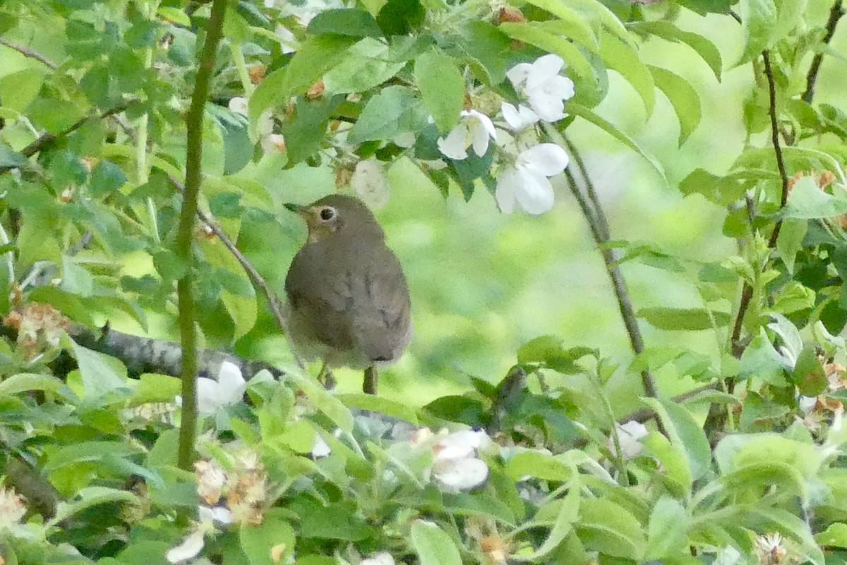 Swainson's Thrush - ML619247793