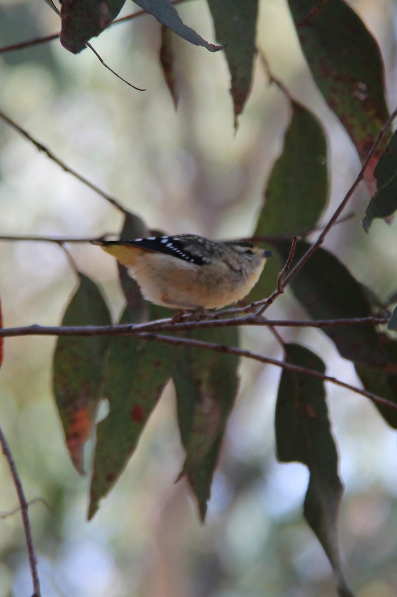 Spotted Pardalote - Kerri Kipp