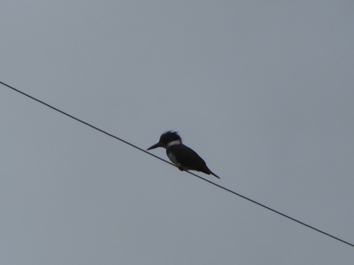 Belted Kingfisher - ML619247803