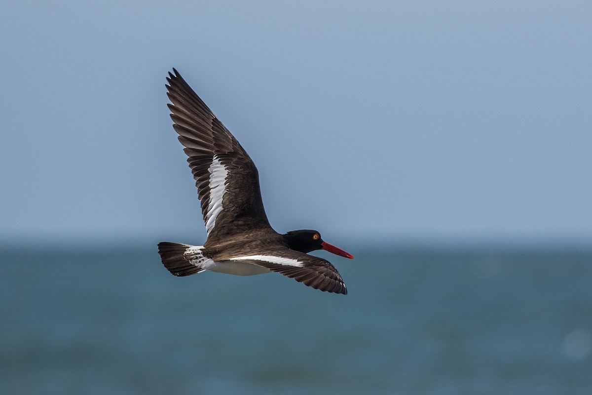 American Oystercatcher - Jodi Boe