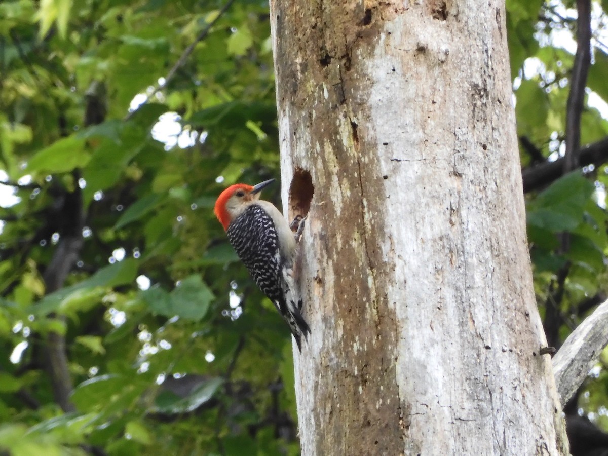 Red-bellied Woodpecker - Nancy Bruce