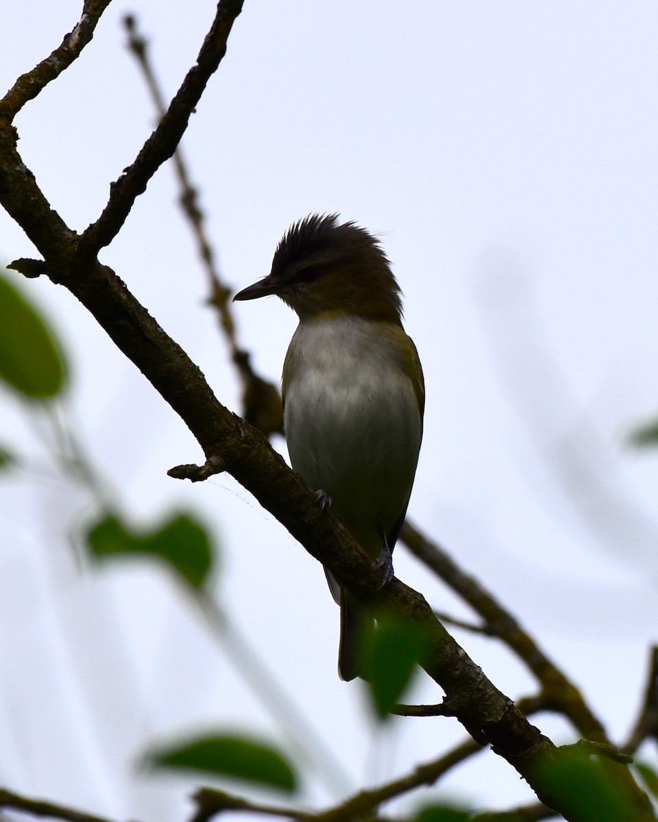 Red-eyed Vireo - Stan Kozakowski