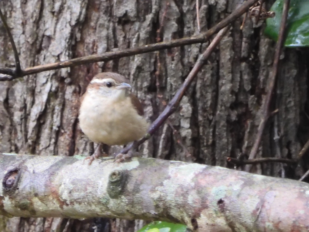 Carolina Wren - ML619247860