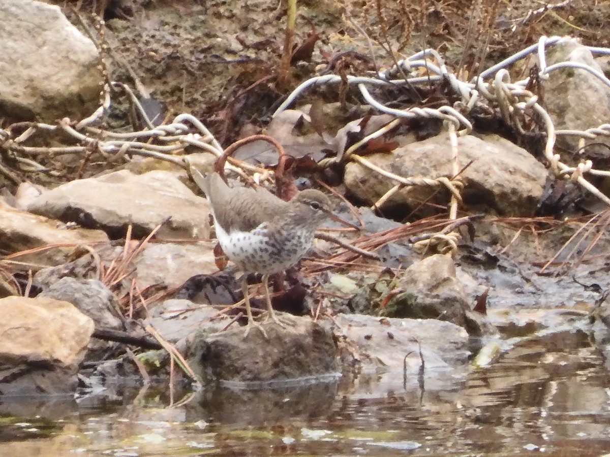 Spotted Sandpiper - ML619247866