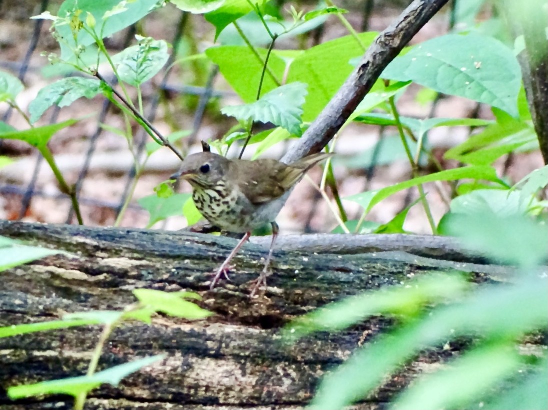 Gray-cheeked/Bicknell's Thrush - Janet Wooten