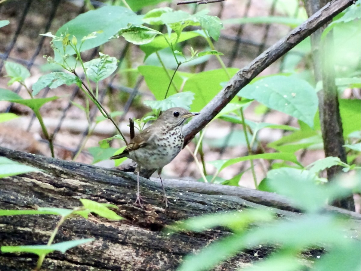 Gray-cheeked/Bicknell's Thrush - ML619247871