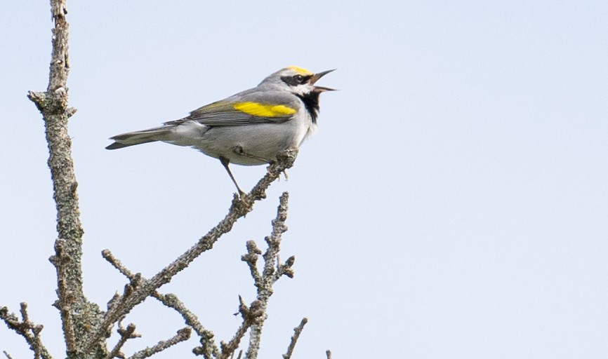 Golden-winged Warbler - Laurence Green