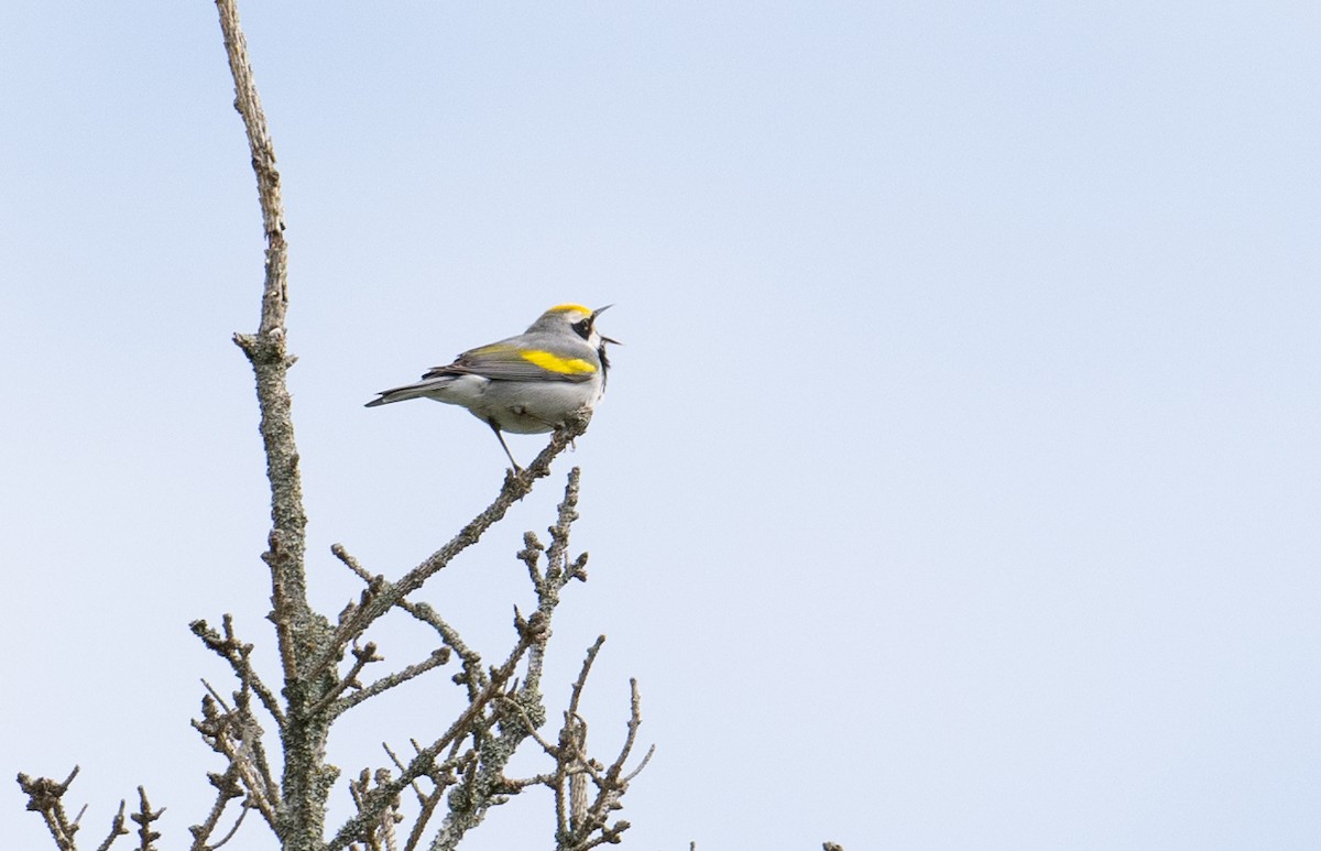 Golden-winged Warbler - Laurence Green