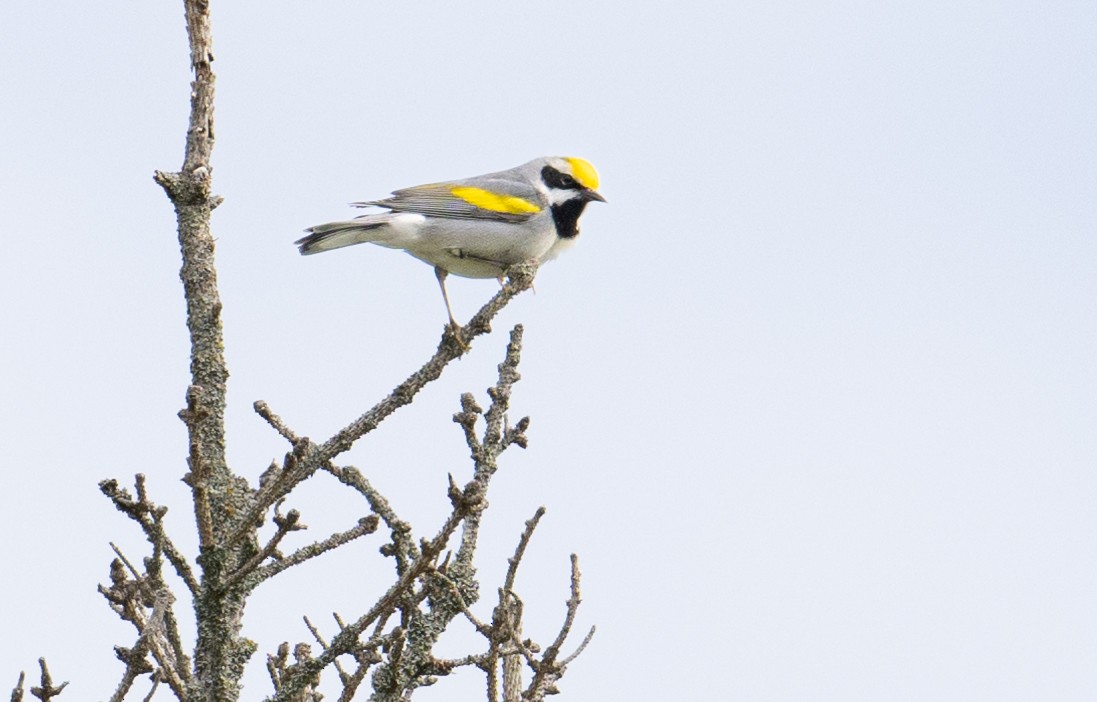 Golden-winged Warbler - Laurence Green