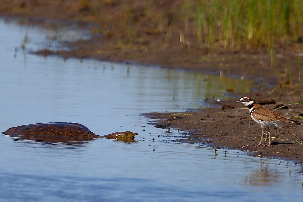 Killdeer - Rita Flohr