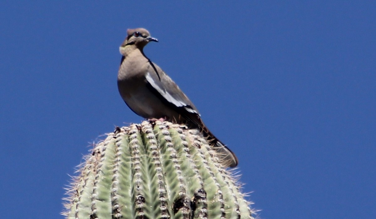 White-winged Dove - Tommy DeBardeleben