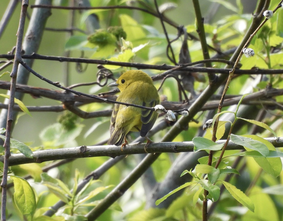 Yellow Warbler - Michelle Bélanger