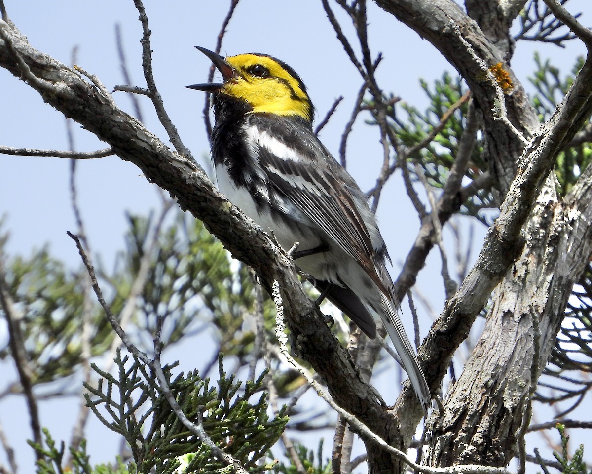 Golden-cheeked Warbler - Justus P