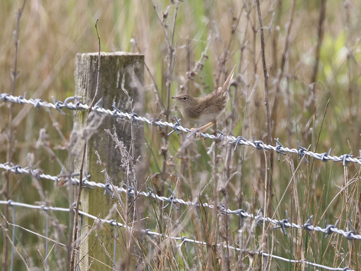 Common Grasshopper Warbler - Stephen Chinnery