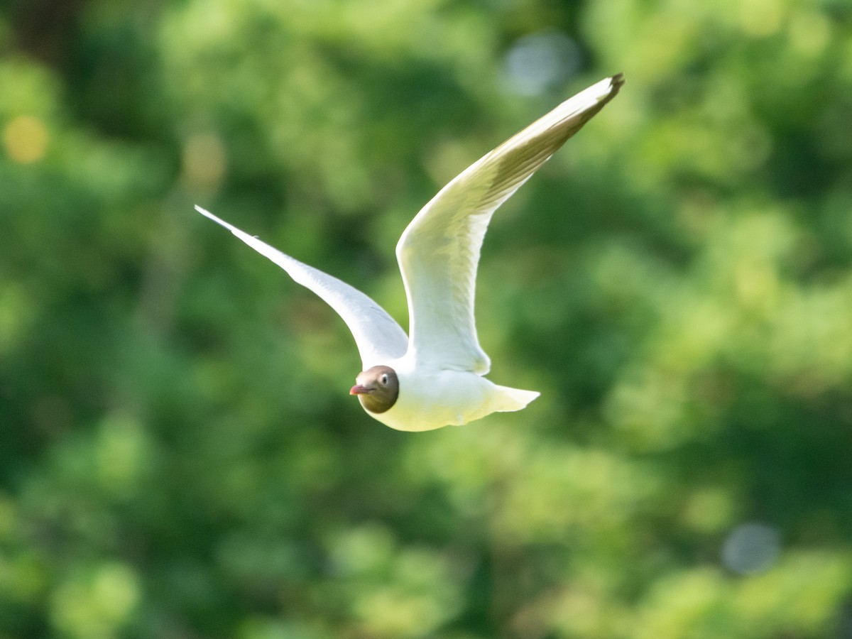 Black-headed Gull - Joris De preter