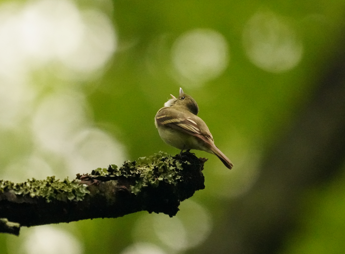 Acadian Flycatcher - ML619247933