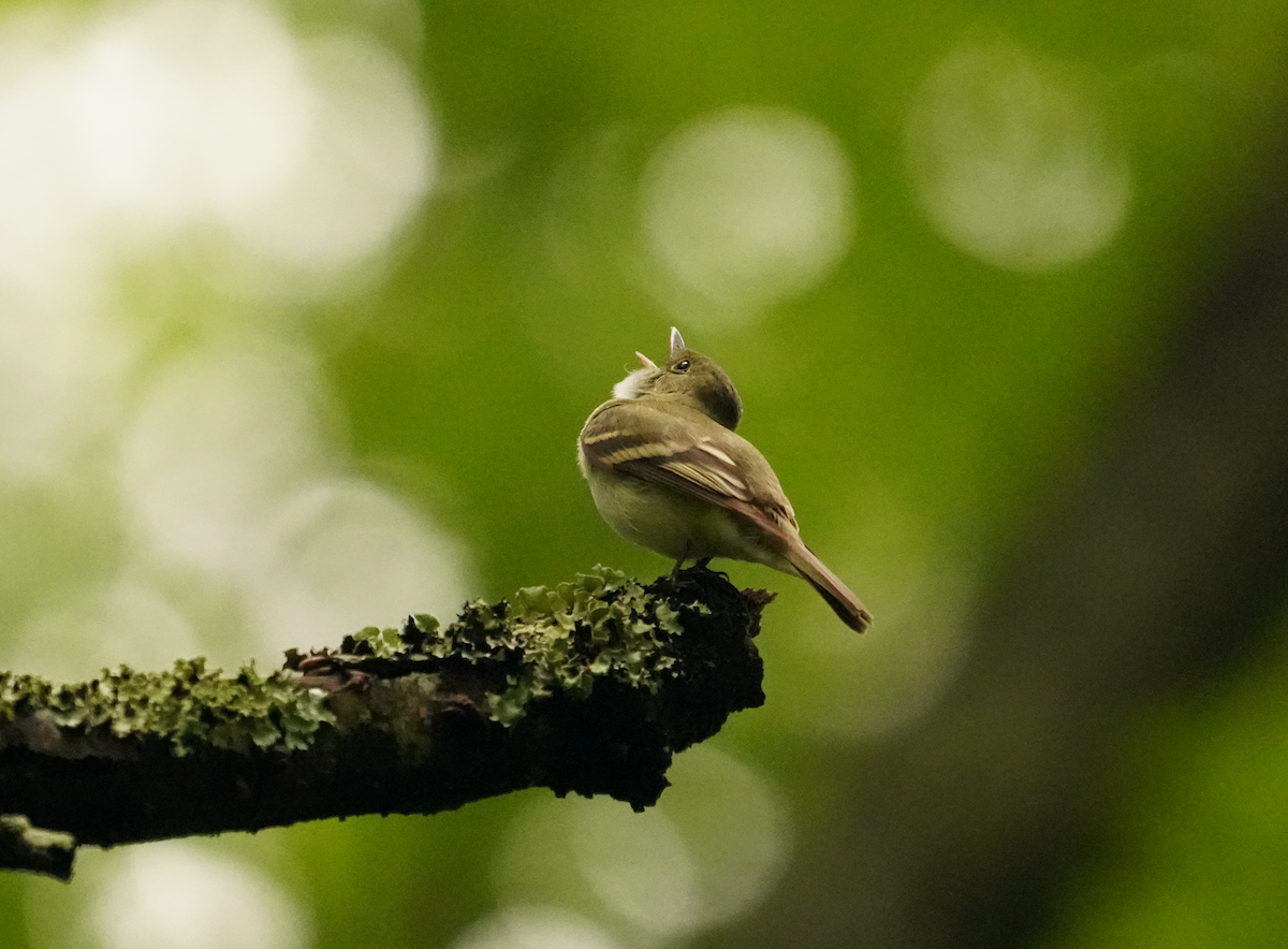 Acadian Flycatcher - Aaron T