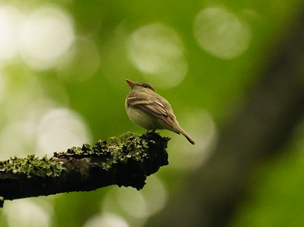 Acadian Flycatcher - ML619247959