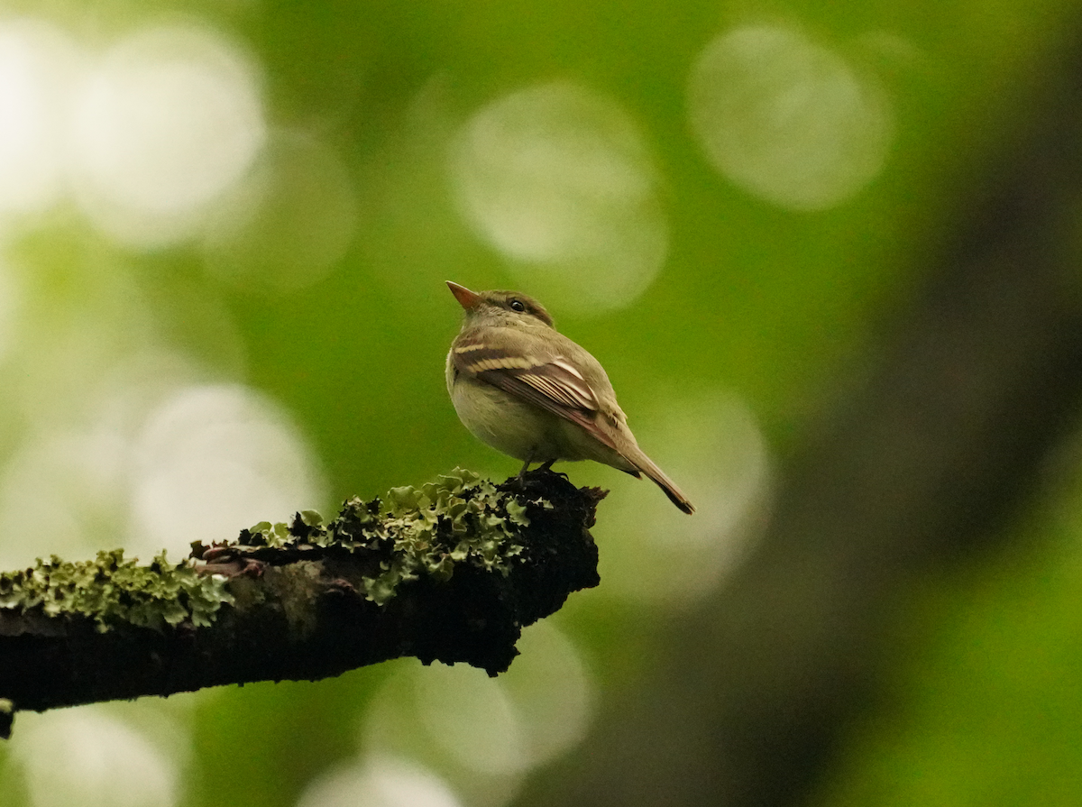 Acadian Flycatcher - Aaron T