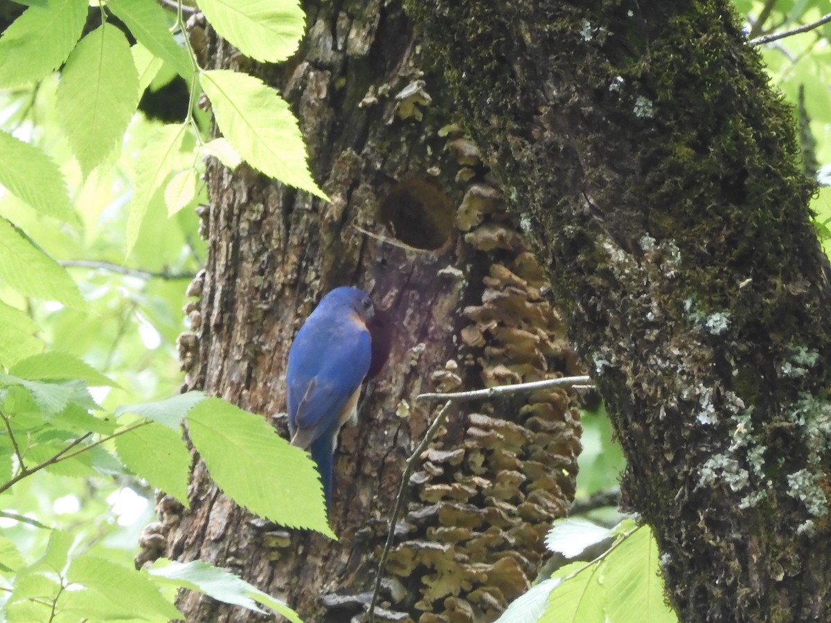 Eastern Bluebird - ML619247964