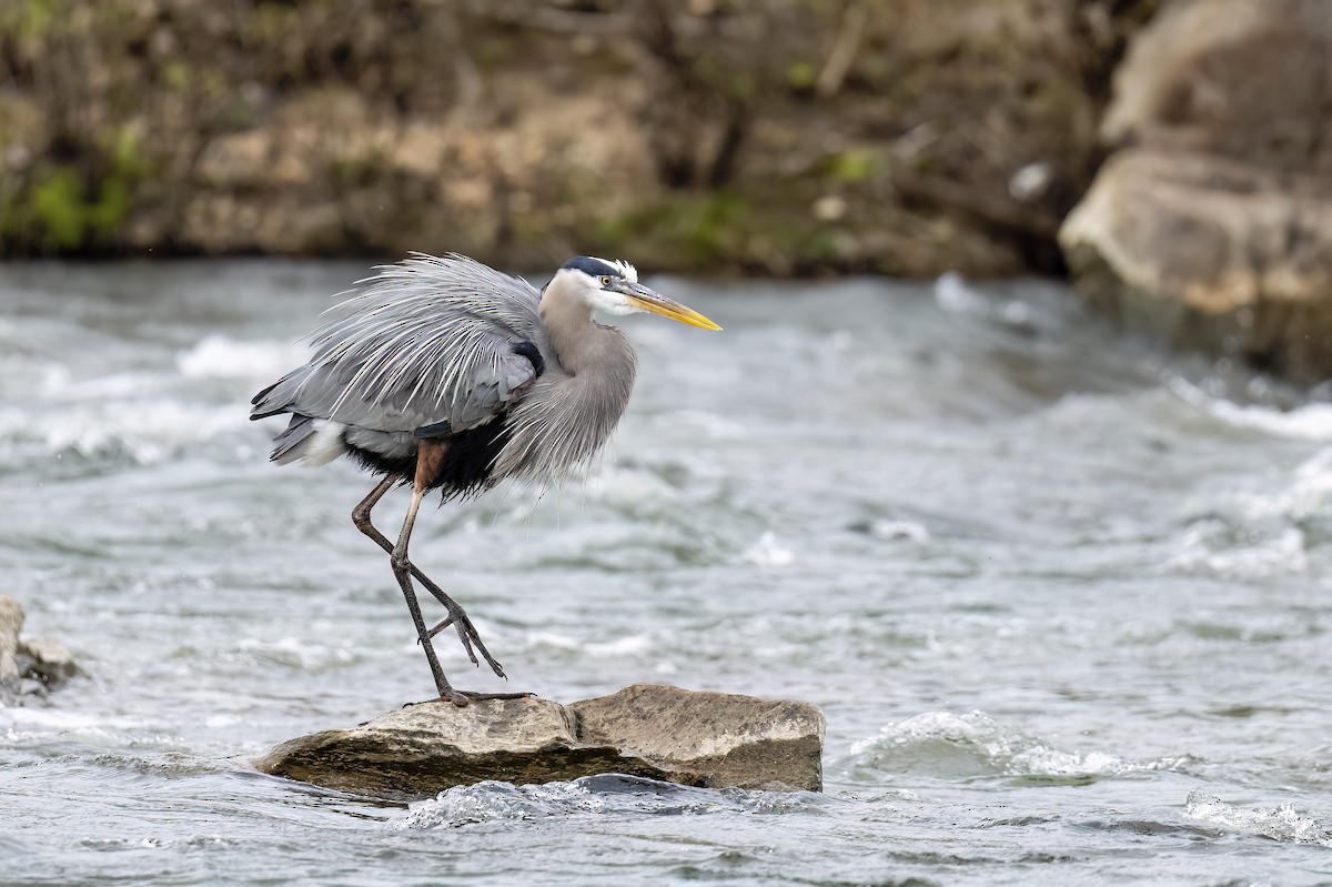 Great Blue Heron - ML619247965