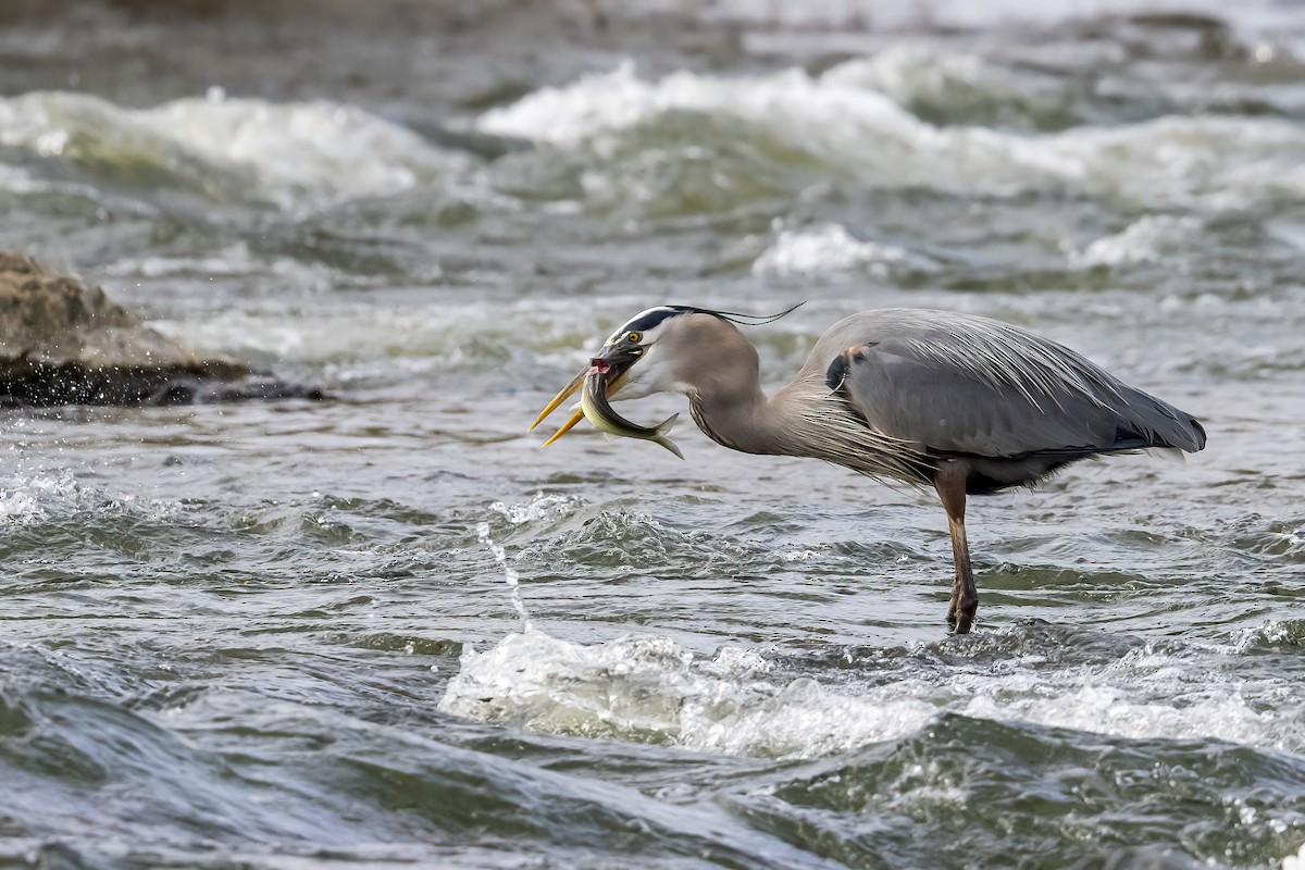 Great Blue Heron - ML619247969