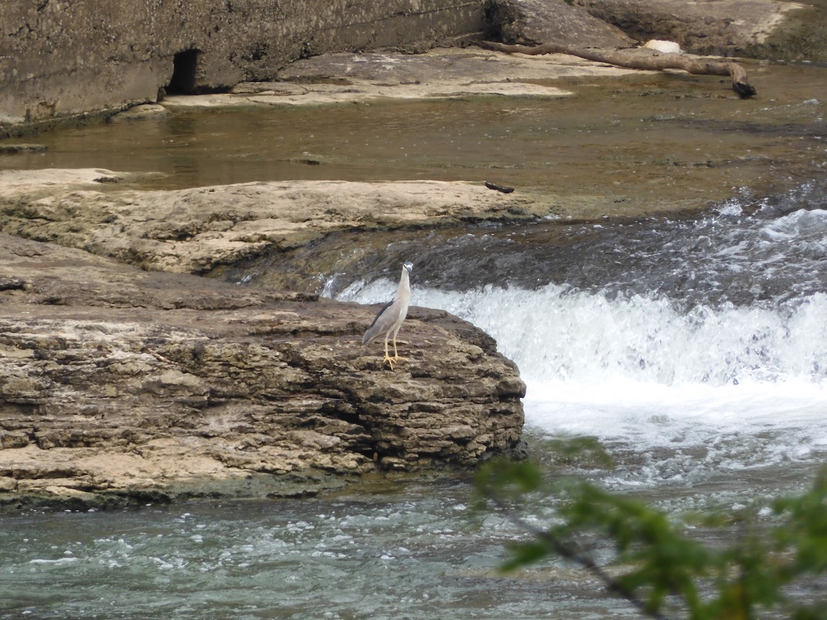 Black-crowned Night Heron - ML619247981