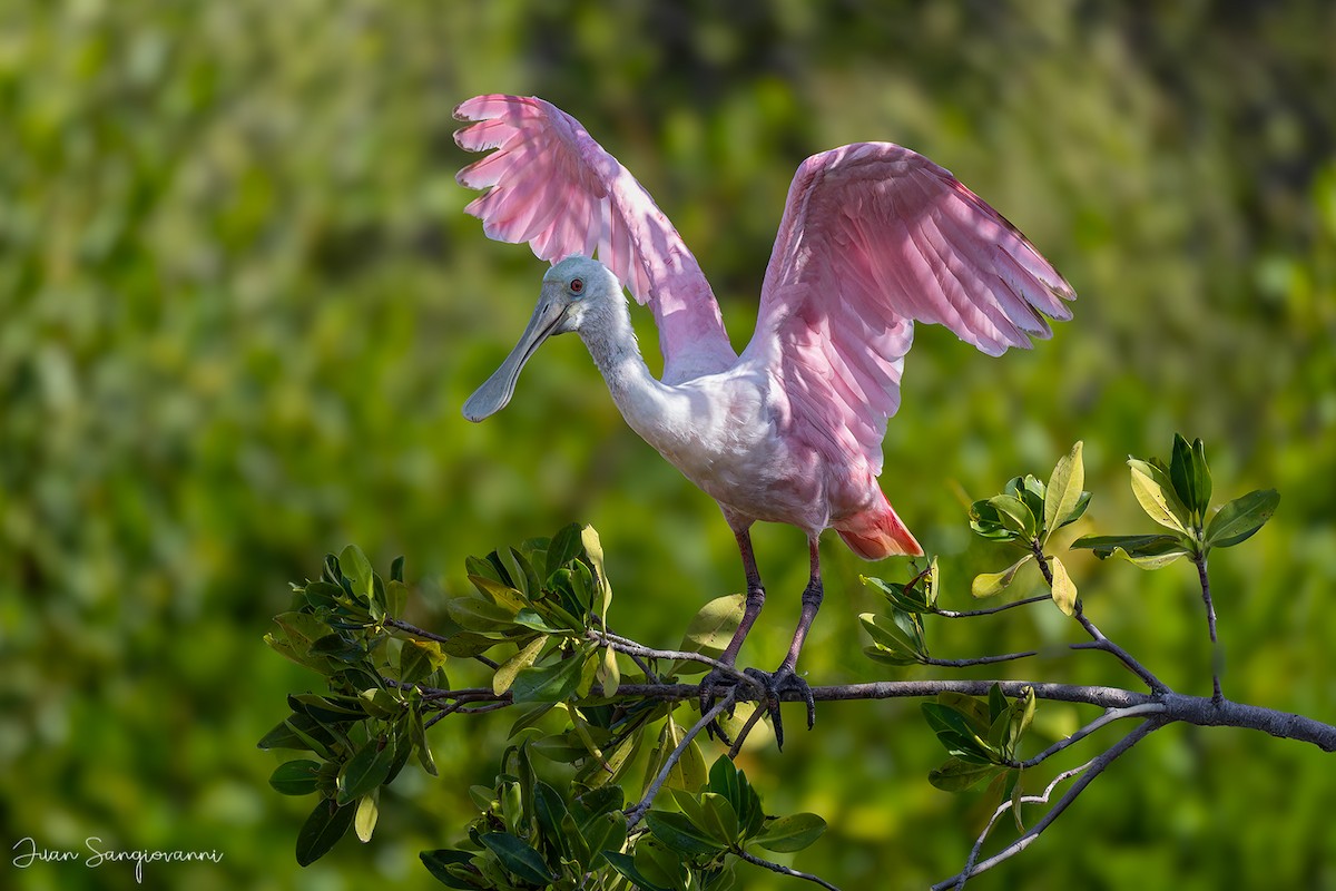 Roseate Spoonbill - ML619247982