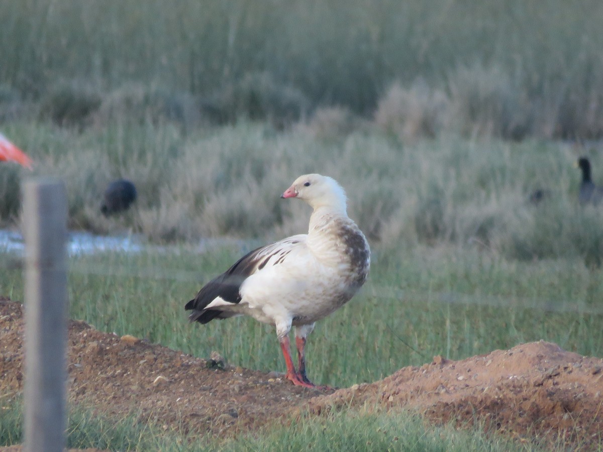 Andean Goose - Juan Manuel Zara